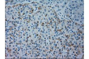 Immunohistochemistry (IHC) image for anti-Goosecoid Homeobox (GSC) (AA 107-257) antibody (ABIN1490824) (GSC antibody  (AA 107-257))