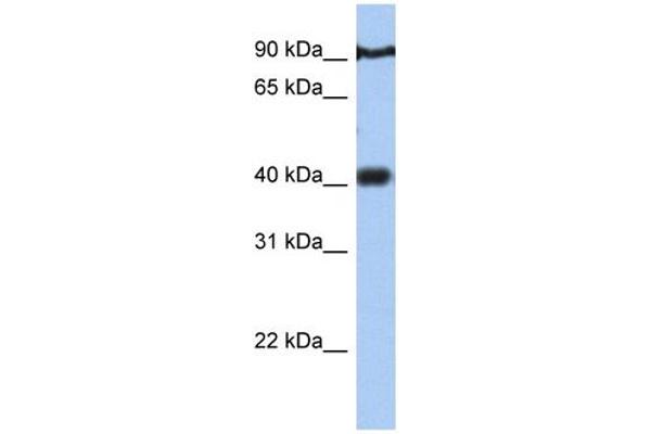 PTOV1 Antikörper  (N-Term)