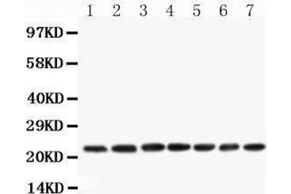 CNTF antibody  (AA 2-200)
