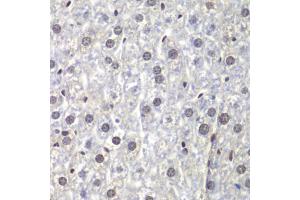 Immunohistochemistry of paraffin-embedded mouse liver using U2AF1 antibody (ABIN5970409) at dilution of 1/200 (40x lens). (U2AF1 antibody)