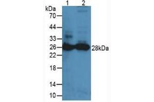 Western blot analysis of (1) Mouse Lung Tissue and (2) Mouse Spleen Tissue.