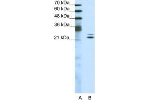 Western Blotting (WB) image for anti-BUD31 Homolog (BUD31) antibody (ABIN2461711) (BUD31 antibody)