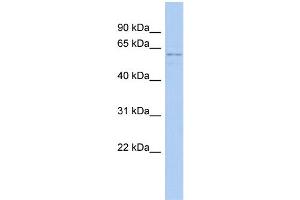 WB Suggested Anti-RCOR3 Antibody Titration:  0. (RCOR3 antibody  (N-Term))
