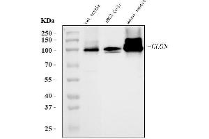 Western blot analysis of Calmegin/Clgn using anti-Calmegin/Clgn antibody (ABIN7600354).