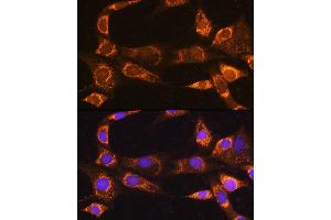 Immunofluorescence analysis of NIH/3T3 cells using R Rabbit pAb (ABIN7269787) at dilution of 1:100. (RABL3 antibody  (AA 1-236))