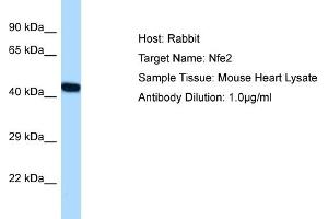 Host: Rabbit Target Name: NFE2 Sample Tissue: Mouse Heart Antibody Dilution: 1ug/ml (NFE2 antibody  (C-Term))