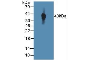 Figure. (TIE1 antibody  (AA 701-898))