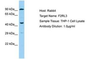 Image no. 1 for anti-Coagulation Factor II (Thrombin) Receptor-Like 3 (F2RL3) (C-Term) antibody (ABIN6750180) (F2RL3 antibody  (C-Term))
