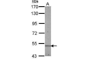 BIN1 antibody