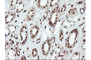 Immunohistochemical staining of paraffin-embedded Human Kidney tissue using anti-SAMHD1 mouse monoclonal antibody.