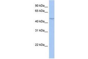 Image no. 1 for anti-Cytochrome P450, Family 27, Subfamily C, Polypeptide 1 (CYP27C1) (AA 251-300) antibody (ABIN6743769) (CYP27C1 antibody  (AA 251-300))