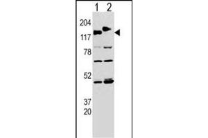 Western blot analysis of CLASP (arrow) using rabbit polyclonal CLASP Antibody  (ABIN652978 and ABIN2842620).