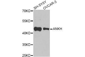 Western blot analysis of extracts of various cell lines, using ANKH Antibody (ABIN6003613) at 1/1000 dilution.