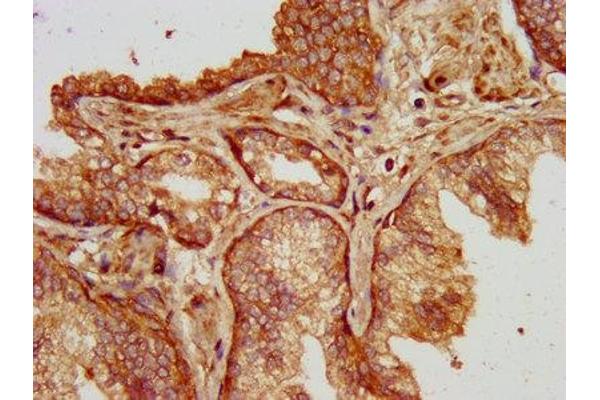 SLC14A1 antibody  (AA 1-51)