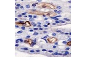 Detection of AGR2 on mouse kidney using AGR2 polyclonal antibody . (AGR2 antibody  (AA 50-100))