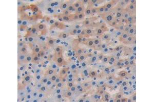Figure. (Apolipoprotein D antibody  (AA 21-189))