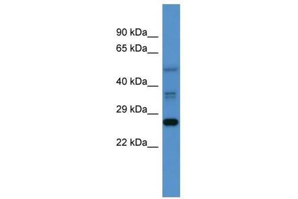 COMMD2 antibody  (Middle Region)
