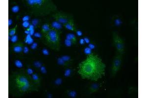Immunofluorescence (IF) image for anti-Oxysterol Binding Protein-Like 11 (OSBPL11) antibody (ABIN1499922) (OSBPL11 antibody)