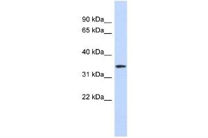 WB Suggested Anti-OR13C5 Antibody Titration:  0. (OR13C5 antibody  (N-Term))