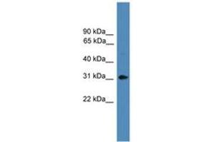 Image no. 1 for anti-Amphiregulin (AREG) (AA 91-140) antibody (ABIN6746007) (Amphiregulin antibody  (AA 91-140))