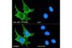 (ABIN185274) Immunofluorescence analysis of paraformaldehyde fixed NIH3T3 cells, permeabilized with 0. (PTP4A1 antibody  (C-Term))