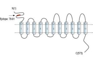 anti-Solute Carrier Family 41, Member 2 (SLC41A2) (AA 78-91), (Extracellular), (N-Term) antibody
