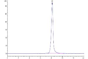 The purity of Biotinylated Cynomolgus CDCP-1 is greater than 95 % as determined by SEC-HPLC. (CDCP1 Protein (AA 29-667) (His-Avi Tag,Biotin))