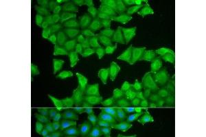 Immunofluorescence analysis of HeLa cells using PTGES3 Polyclonal Antibody (PTGES3 antibody)
