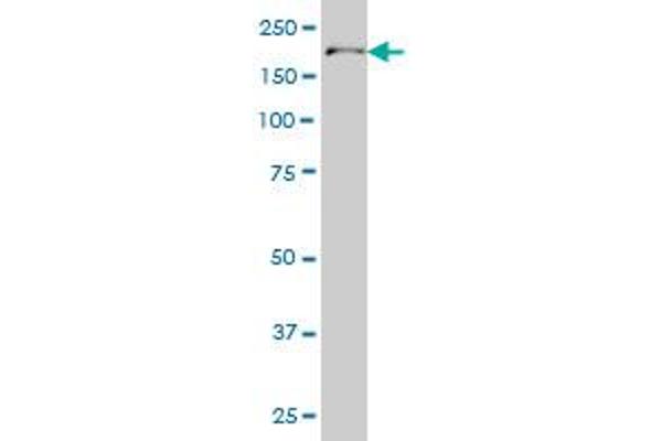 POLA1 antibody  (AA 1363-1462)