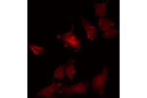 ABIN6275374 staining HT29 by IF/ICC. (KCNK4 antibody  (C-Term))