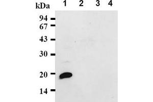 Western Blotting (WB) image for anti-Cyclin-Dependent Kinase Inhibitor 2D (p19, Inhibits CDK4) (CDKN2D) antibody (ABIN487338) (CDKN2D antibody)