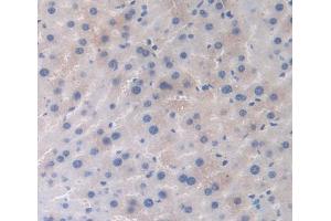 IHC-P analysis of Mouse Tissue, with DAB staining. (Hemoglobin Subunit beta antibody  (AA 1-147))