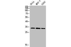 Western Blot analysis of various cells using Antibody diluted at 1:1000. (Nanos Homolog 1 antibody  (AA 151-200))