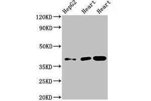Western Blot Positive WB detected in: HepG2 whole cell lysate, Rat heart tissue, Mouse heart tissue All lanes: WISP3 antibody at 3. (WISP3 antibody  (AA 201-372))