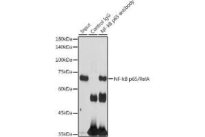 Immunoprecipitation analysis of 300 μg extracts of 293T cells using 3 μg NF-kB p65/RelA antibody (ABIN6134740, ABIN6146862, ABIN6146864 and ABIN6215109). (NF-kB p65 antibody  (C-Term))