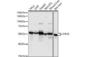 P4HB抗体