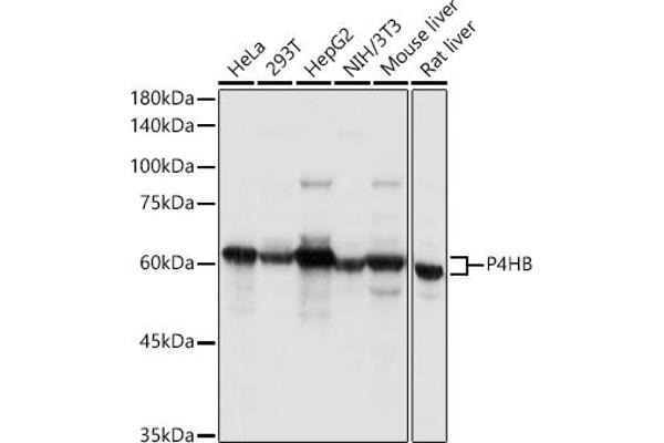 P4HB antibody