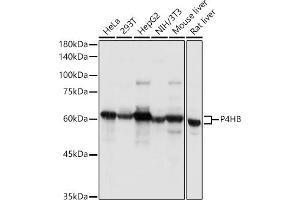Western blot analysis of extracts of various cell lines, using P4HB antibody (ABIN6134876 and ABIN6145140) at 1:1000 dilution. (P4HB antibody)