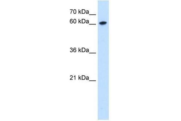 ZNF169 antibody  (Middle Region)