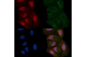 DAZAP1 Mouse Monoclonal Antibody staining Hela cells by IF/ICC.