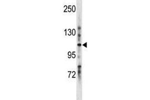 LRIG1 antibody western blot analysis in mouse stomach tissue lysate. (Lrig1 antibody  (AA 801-829))