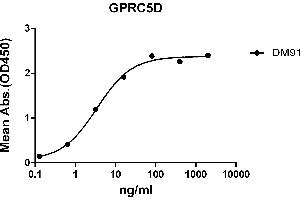 ELISA plate pre-coated by 2 μg/mL (100 μL/well) Human GPRC5D protein, hFc-His tagged protein ((ABIN6961124, ABIN7042277 and ABIN7042278)) can bind Rabbit anti-GPRC5D monoclonal antibody(clone: DM91) in a linear range of 0. (GPRC5D antibody  (AA 2-21))
