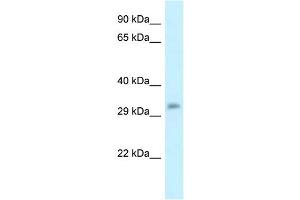 WB Suggested Anti-Popdc3 Antibody   Titration: 1. (POPDC3 antibody  (C-Term))