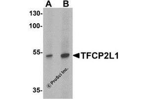 Western Blotting (WB) image for anti-Transcription Factor CP2-Like 1 (TFCP2L1) (N-Term) antibody (ABIN1031612) (TFCP2L1 antibody  (N-Term))