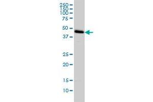 C1GALT1 monoclonal antibody (M01), clone 1F1 Western Blot analysis of C1GALT1 expression in HeLa . (C1GALT1 antibody  (AA 264-363))