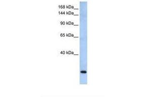 FBXW10 anticorps  (AA 432-481)
