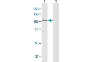 Western Blot analysis of ZEB2 expression in transfected 293T cell line by ZEB2 MaxPab polyclonal antibody. (ZEB2 antibody  (AA 1-1214))