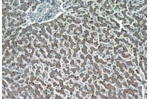 Immunohistochemistry (IHC) image for anti-Hepatic and Glial Cell Adhesion Molecule (HEPACAM) antibody (ABIN2932707) (HEPACAM antibody)