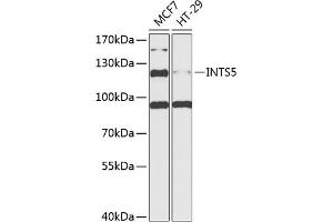 Western blot analysis of extracts of various cell lines, using INTS5 antibody  at 1:1000 dilution. (INTS5 antibody  (AA 120-400))
