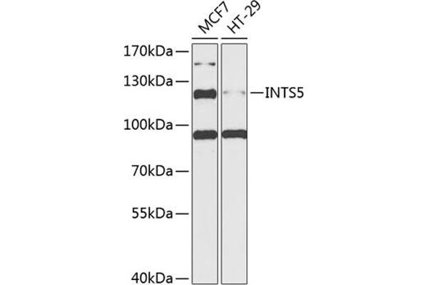 INTS5 antibody  (AA 120-400)